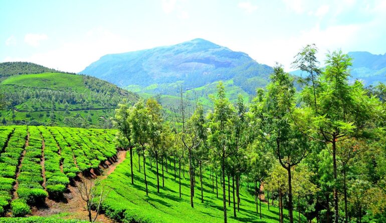 1200px-Munnar_hill_station_