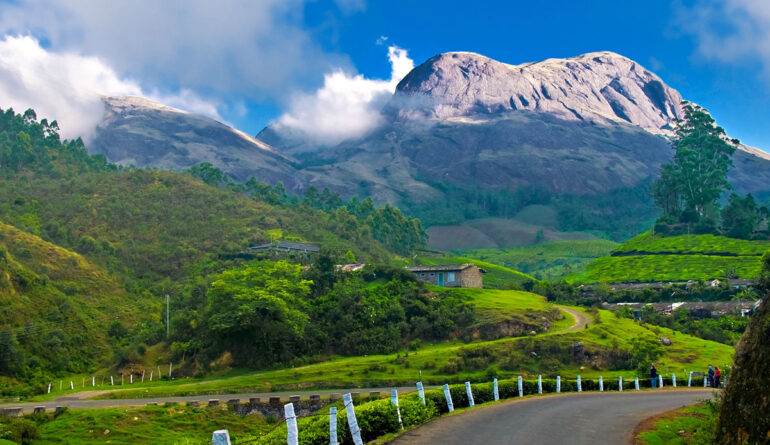 Munnar-UnCrushed-Leaves